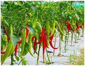 Chilli Seeds - Long And Bright Coloured For Large Area Commercial-100 Seeds by Creative Farmer