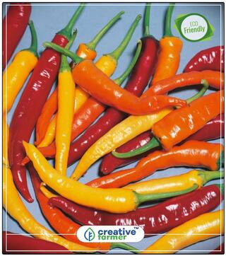 Chilli Seeds For Pots - Ornamental Vegetable Seeds Perfect Home Garden Plant Seeds