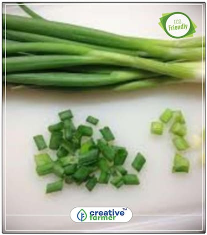 Chinese Leek Herb Seeds For Kitchen Garden Perfect Home Garden Plant Seeds