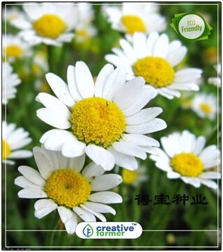 Chrysanthemum-Paludosom White Flowering Seeds Perfect Home Garden Plant Seeds