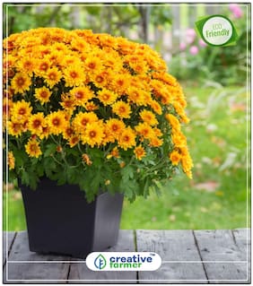 Chrysanths Yellow Flower Seed All Season Perfect Home Garden Plant Seeds
