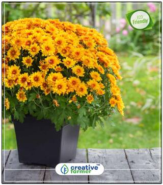 Chrysanths Yellow Flower Seed All Season Perfect Home Garden Plant Seeds