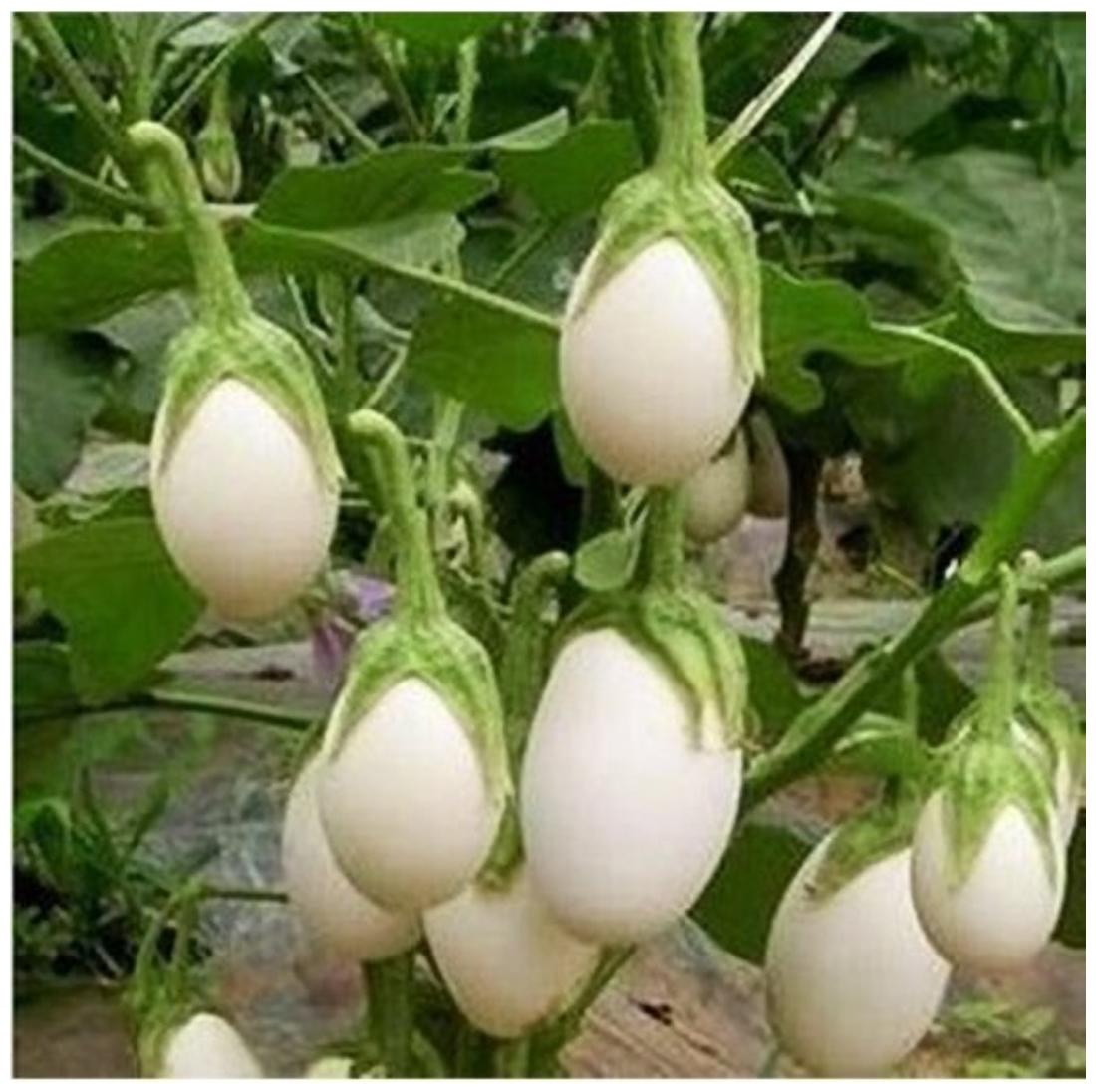 https://assetscdn1.paytm.com/images/catalog/product/H/HO/HOMCHUCHU-WHITERDRO6885553B7717D/1563071753299_1..jpg
