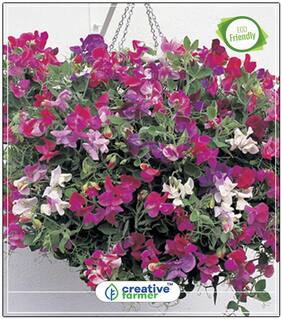 Climbing Vines Sweet Pea Flower Seeds Mix Perfect Home Garden Plant Seeds