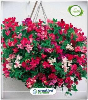 Climbing Vines Sweet Pea Flower Seed For Rainy Season Perfect Home Garden Plant Seeds