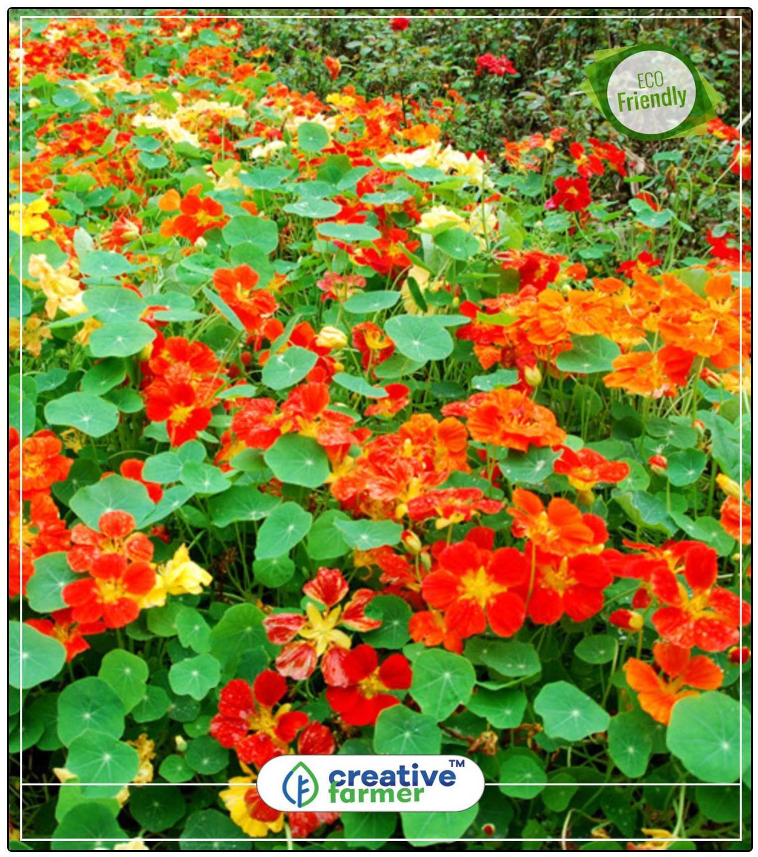 https://assetscdn1.paytm.com/images/catalog/product/H/HO/HOMCLIMBING-VINCREA887479F500CD8/1563036915127_0..jpg