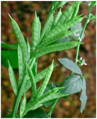 Cluster Bean Seeds - Gawaar | Goruchikkudu Kaya |Gokarakaya |Gorikayi|Javalikaayi|Chavalikayi|Kotthavarai Kitchen Garden Pack by Creative Farmer