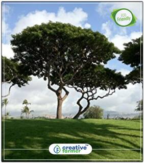 Coco Tamarind Flowering Tree Seeds Perfect Home Garden Plant Seeds