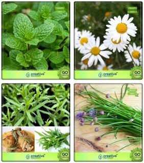 Combo For Herb Seeds Mint;German Chamomille;Terragon;Garlic Chives Herb Seeds Combo Pack