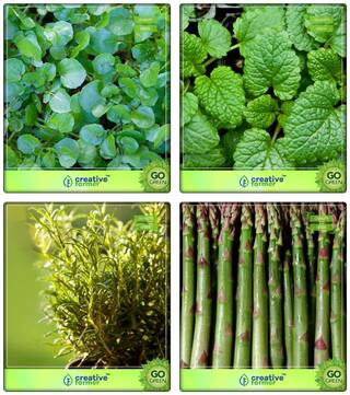 Combo Gift Pack Herb Water Cress;Lemon Balm;Rosemary;Asparagus Herb Seeds Combo Pack