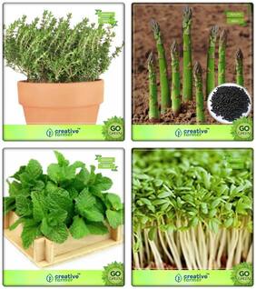 Combo Herb Plant Seeds Thyme English Winter;Asparagus;Mint;Cress Common Herb Seeds Combo Pack