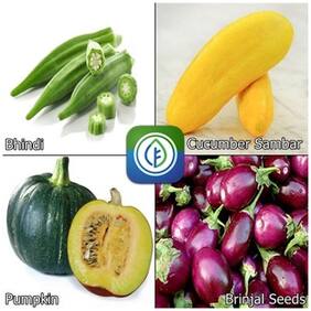 Combo Seeds Vegetable - Bhindi;Cucumber Sambar;Pumpkin;Brinjal Seeds - By Creative Farmer