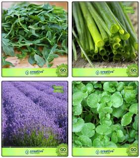 Combo Seeds Herbs Wild Rocket;Garlic Chives;Lavender;Water Cress Herb Seeds Combo Pack