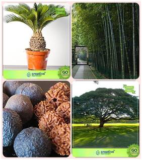 Combo Tree Seeds Sago Palm;Bamboo Thorny;Elaeocarpus Ganitrus;Albizia Saman Combo For Home Garden Ornamental Palm Tree