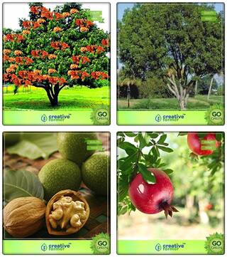 Combo Tree Seeds Asoka;Mahogany;Wallnut;Pomagranate Combo For Home Garden Sacred Tree
