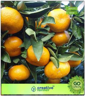 Common Orange Fruit Seeds Premium Kitchen Garden Plant Seeds