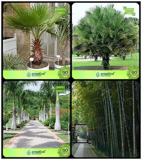 Conifer