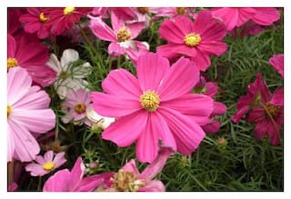 Cosmos Mixed Colour Flower - Premium Seeds - Pack of 30 Seeds