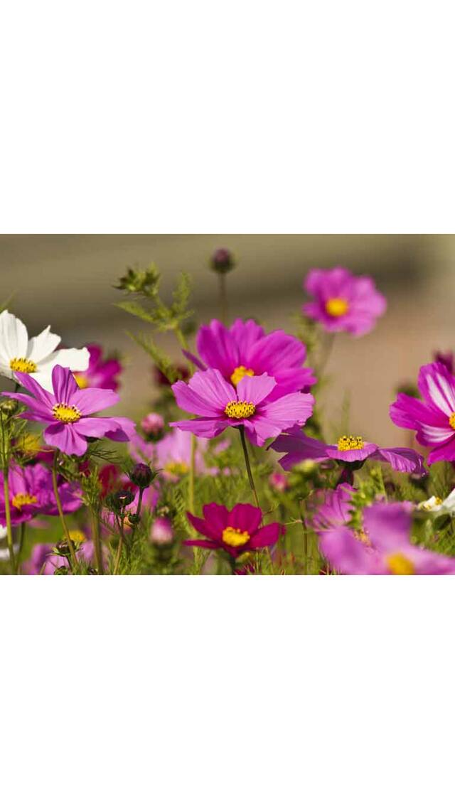 Cosmos Mixed Colour Flower - Hybrid Seeds - Pack of 30 Seeds