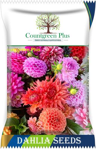 Buy Countgreen Plus Dahlia Flower Seeds Online At Low Prices In India Paytmmall Com