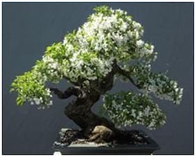 Creative Farmerbonsai Plant Water Jasmine Bonsai Tree Seeds For Home Depot
