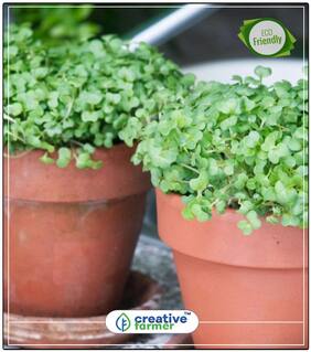 Cress Seeds Halim Sak Herb Seeds For Home Garden Perfect Home Garden Plant Seeds