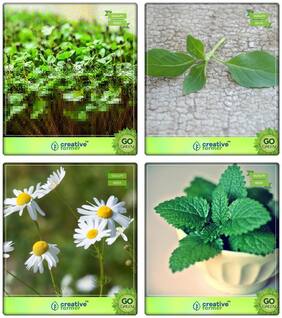 Culinary Herb Combo Cress Common;Lemon Basil;German Chamomille;Lemon Balm Herb Seeds Combo Pack