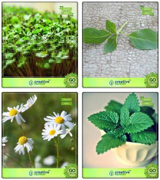 Culinary Herb Combo Cress Common;Lemon Basil;German Chamomille;Lemon Balm Herb Seeds Combo Pack