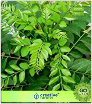 Curry Leaf Herb Culinary Herb Seeds For Outdoor Plant Seeds Premium Kitchen Garden Plant Seeds
