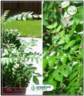 Curry Leaf Seeds For Organic Farming Plant Seeds Perfect Home Garden Plant Seeds