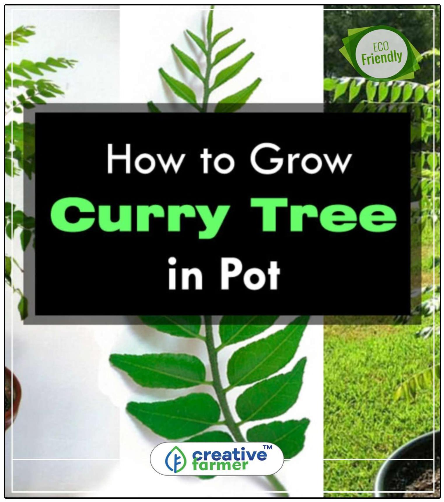 https://assetscdn1.paytm.com/images/catalog/product/H/HO/HOMCURRY-PLANT-CREA8874710104CD1/1563112109000_0..jpg