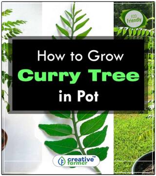 Curry Plant Seeds Murraya Koenigii - Aromatic Leaf Of Indian Cuisine Seeds For Balcony Garden Plant Seeds Perfect Home Garden Plant Seeds