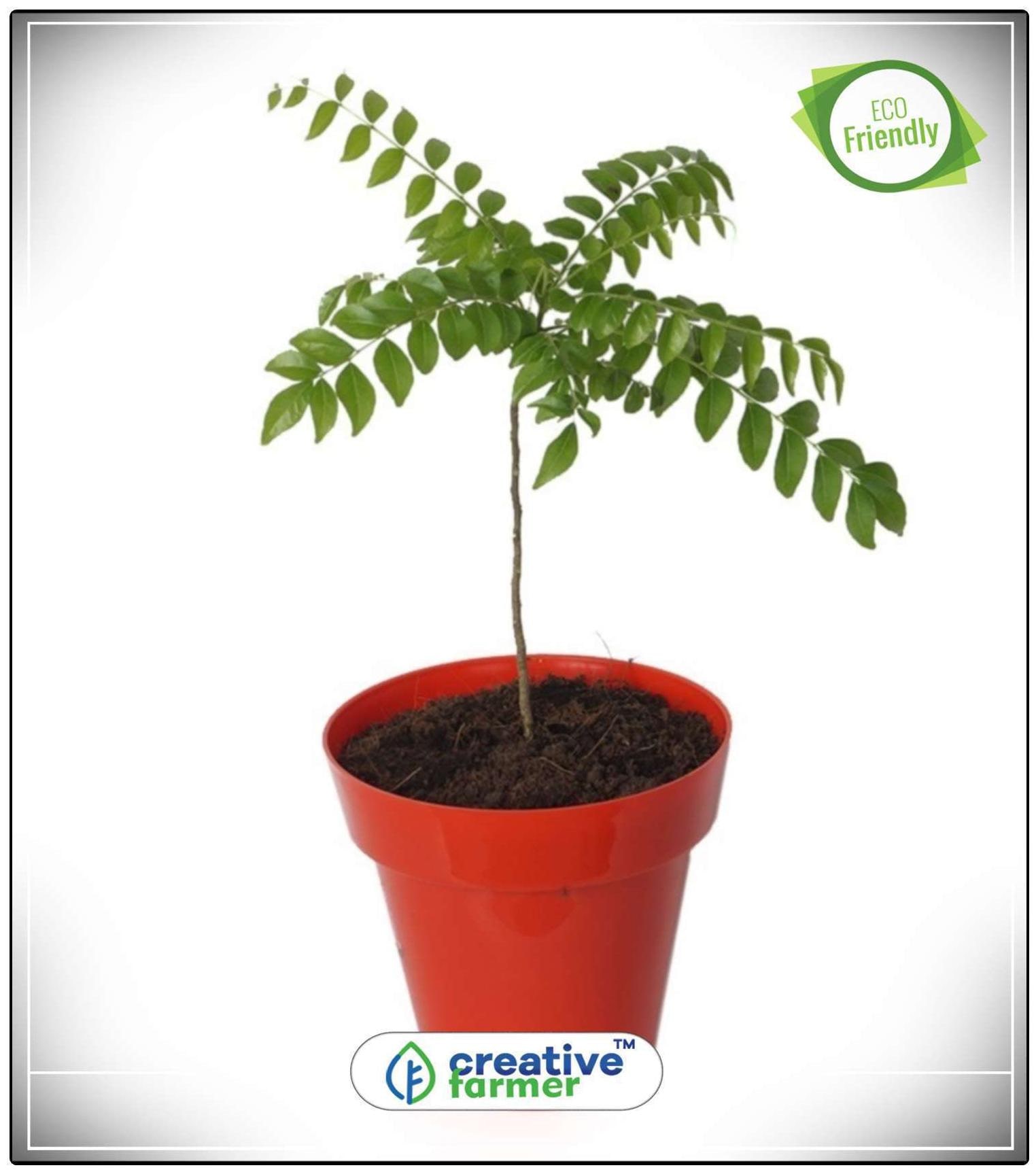 https://assetscdn1.paytm.com/images/catalog/product/H/HO/HOMCURRY-TREE-SCREA887478A80F4D7/1563100535656_0..jpg