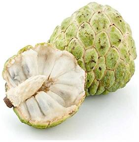 Custard Apple Fruit Seeds- Annona Squamosa - Sugar Apple Sweet Fruit Seeds - 20 Seeds for Growing by Creative Farmer