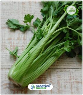 Cutting Leaf Celery Apium Graveolens European Chinese Herb Herb Seeds For Planting Perfect Home Garden Plant Seeds