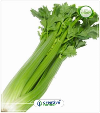 Cutting Leaf Celery Apium Graveolens Soup Vegetable Herb Seeds Herb Seeds For Kitchen Garden Perfect Home Garden Plant Seeds