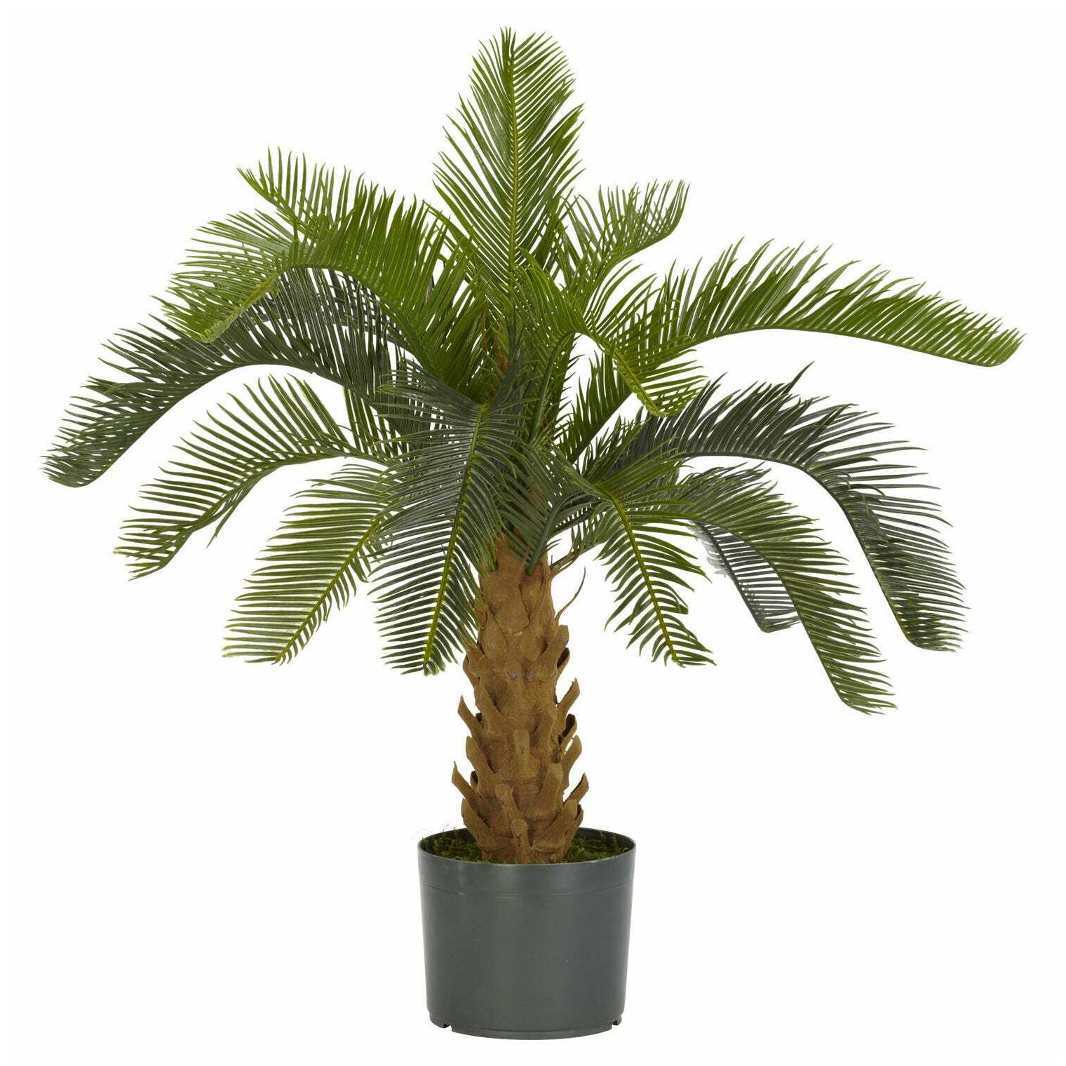 

Cycas Palm Silk Plant - Green Green
