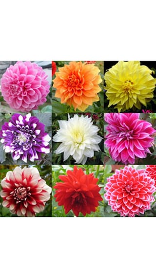 Buy Dahlia Flower Seeds Online At Low Prices In India Paytmmall Com
