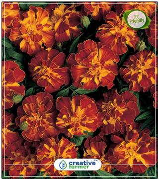 Dainty Marietta French Marigold Flower Seeds Summer Flower Seeds For Home Garden Perfect Home Garden Plant Seeds