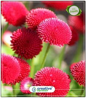 Daisy-Monstrosa Fresh Garden Mix Gardening Seeds Flower Perfect Home Garden Plant Seeds
