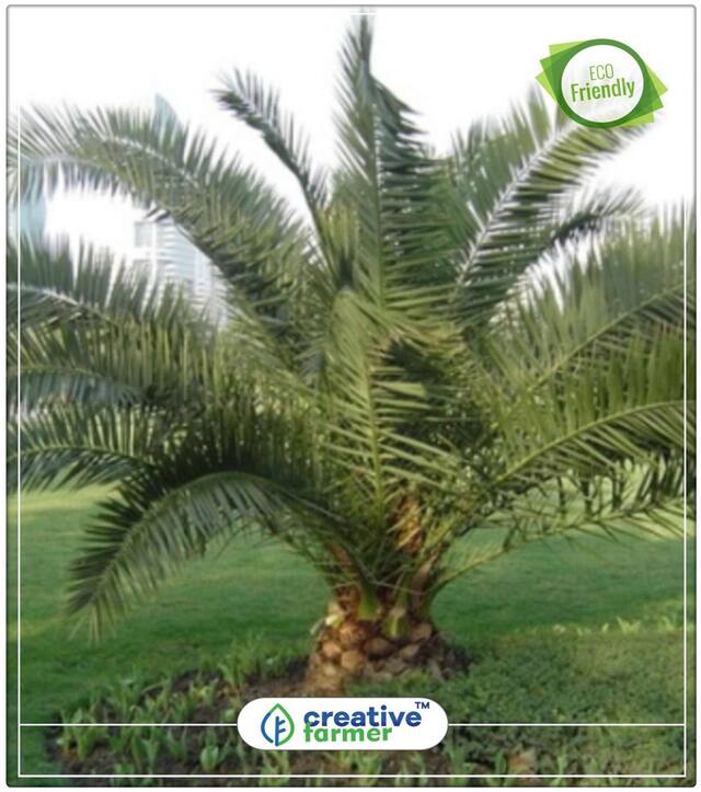 Date Palm Fruit Seeds Perfect Home Garden Plant Seeds