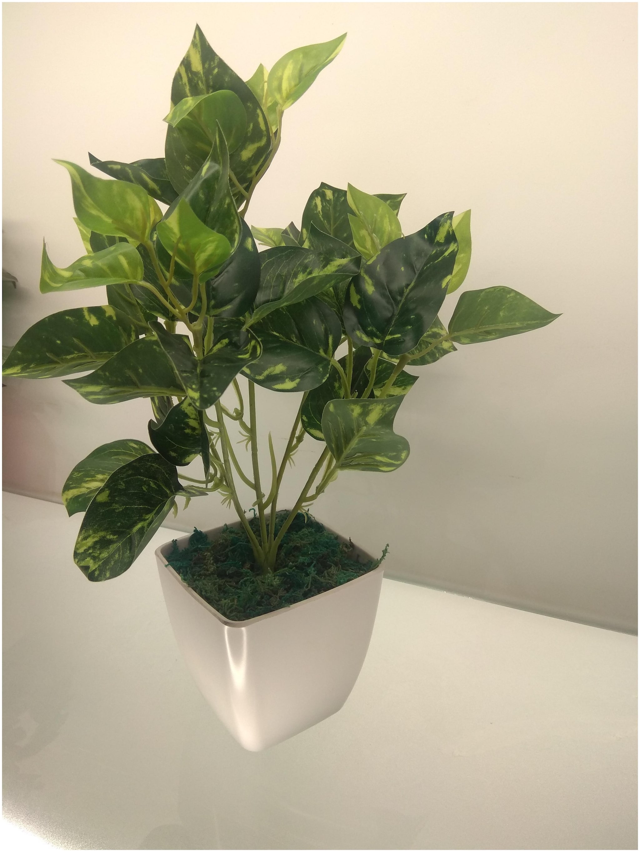 

De Gardenia Money Plant With White Mela Mine Pot