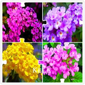 Decorative Flower Seeds Prickly Lantana Mixed Perrenial Flower Seeds For Planting Seeds