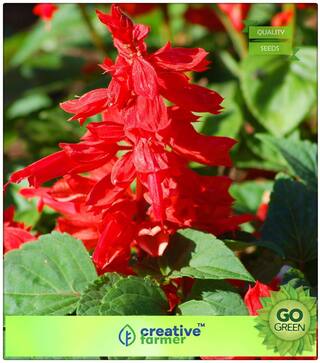 Decorative Purposes : Salvia Honeydew Premium Kitchen Garden Plant Seeds