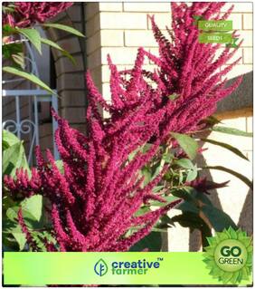 Decorative Plants : Prince'S Feather For Beds And Borders Premium Kitchen Garden Plant Seeds