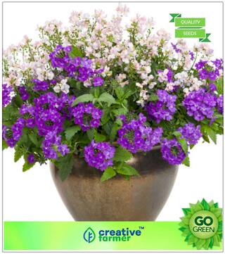 Decorative Plants : Verbena Ideal Mix Blue Premium Kitchen Garden Plant Seeds