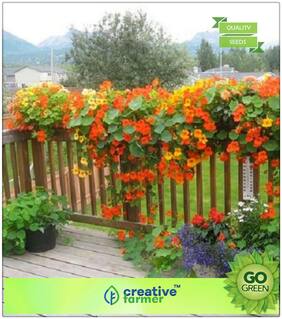 Decorative Plants : Hanging Baskets Plants Seeds Nasturium Premium Kitchen Garden Plant Seeds