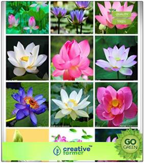 Decorative Purposes : Lotus Plant Seeds White & Blue Colors Premium Kitchen Garden Plant Seeds