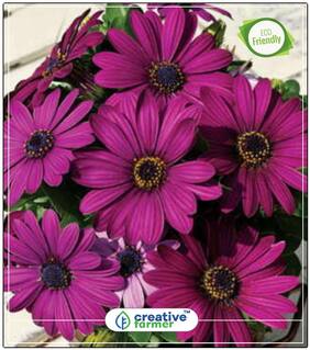 Deep Purple African Daisy Hybrida Mix Plant Seeds For All Season Perfect Home Garden Plant Seeds