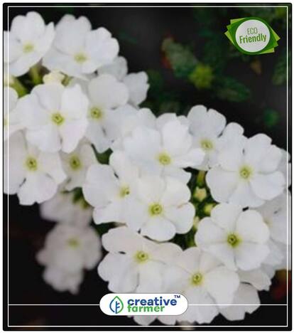 Devil'S Bane White Flower Seed Rain Perfect Home Garden Plant Seeds